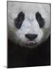 Giant Panda-Keren Su-Mounted Photographic Print