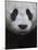 Giant Panda-Keren Su-Mounted Photographic Print