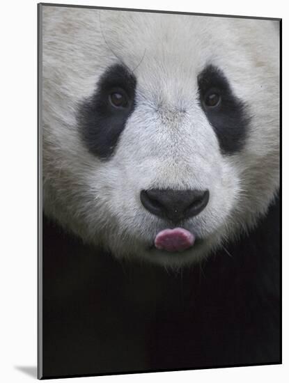 Giant Panda-Keren Su-Mounted Photographic Print