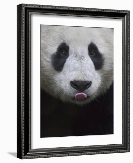 Giant Panda-Keren Su-Framed Photographic Print