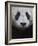 Giant Panda-Keren Su-Framed Photographic Print