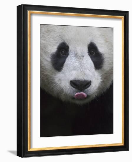 Giant Panda-Keren Su-Framed Photographic Print