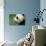 Giant Panda-DLILLC-Photographic Print displayed on a wall