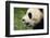 Giant Panda-DLILLC-Framed Photographic Print