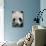 Giant Panda-DLILLC-Photographic Print displayed on a wall