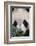 Giant Panda-DLILLC-Framed Photographic Print