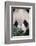 Giant Panda-DLILLC-Framed Photographic Print