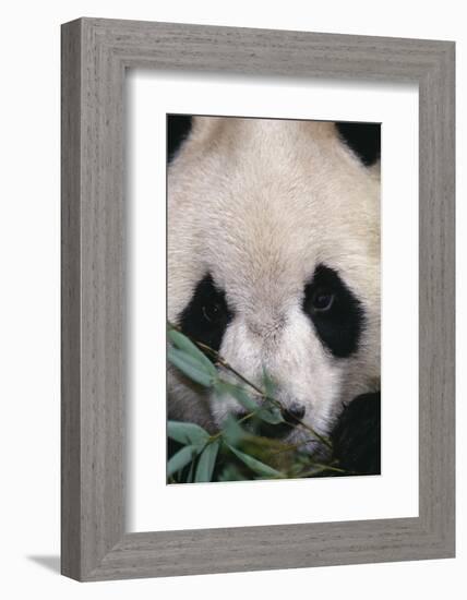 Giant Panda-DLILLC-Framed Photographic Print