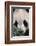 Giant Panda-DLILLC-Framed Photographic Print