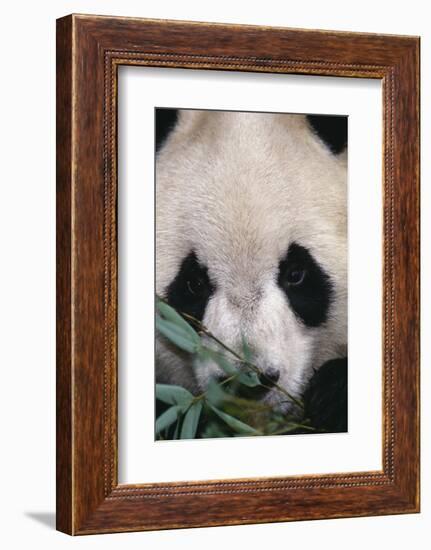 Giant Panda-DLILLC-Framed Photographic Print