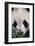 Giant Panda-DLILLC-Framed Photographic Print