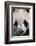 Giant Panda-DLILLC-Framed Photographic Print