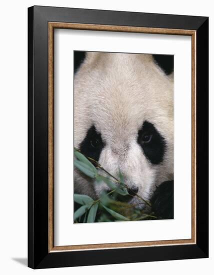 Giant Panda-DLILLC-Framed Photographic Print