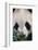 Giant Panda-DLILLC-Framed Photographic Print