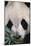 Giant Panda-DLILLC-Mounted Photographic Print