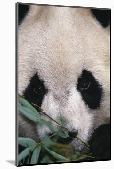 Giant Panda-DLILLC-Mounted Photographic Print