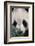 Giant Panda-DLILLC-Framed Photographic Print