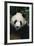 Giant Panda-DLILLC-Framed Photographic Print