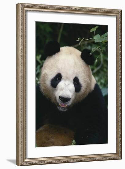 Giant Panda-DLILLC-Framed Photographic Print