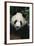 Giant Panda-DLILLC-Framed Photographic Print