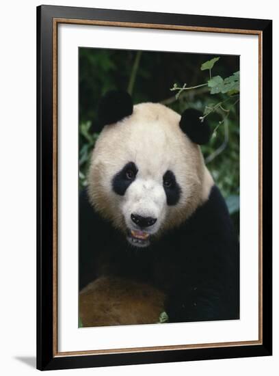 Giant Panda-DLILLC-Framed Photographic Print