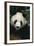 Giant Panda-DLILLC-Framed Photographic Print