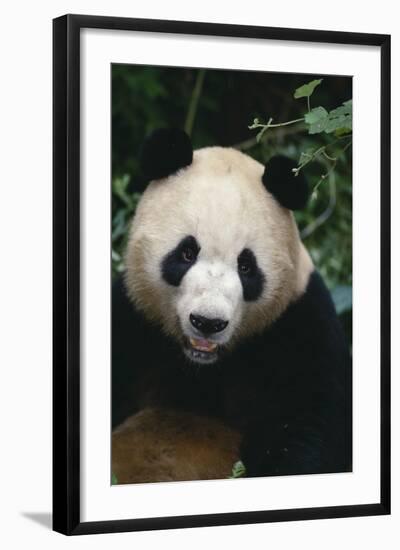 Giant Panda-DLILLC-Framed Photographic Print