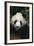 Giant Panda-DLILLC-Framed Photographic Print