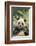 Giant Panda-DLILLC-Framed Photographic Print