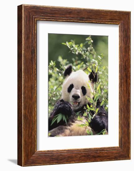 Giant Panda-DLILLC-Framed Photographic Print