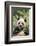 Giant Panda-DLILLC-Framed Photographic Print