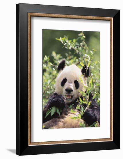 Giant Panda-DLILLC-Framed Photographic Print