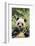 Giant Panda-DLILLC-Framed Photographic Print