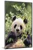 Giant Panda-DLILLC-Mounted Photographic Print
