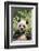 Giant Panda-DLILLC-Framed Photographic Print