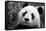 Giant Panda-SD Smart-Framed Stretched Canvas