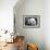 Giant Panda-SD Smart-Framed Photographic Print displayed on a wall