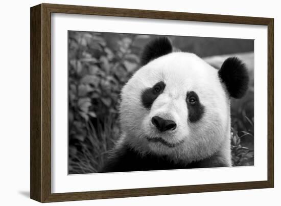Giant Panda-SD Smart-Framed Photographic Print