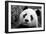 Giant Panda-SD Smart-Framed Photographic Print