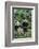 Giant Panda-null-Framed Photographic Print