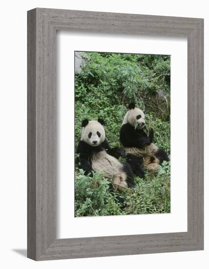 Giant Panda-null-Framed Photographic Print