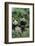 Giant Panda-null-Framed Photographic Print