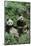 Giant Panda-null-Mounted Photographic Print