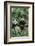 Giant Panda-null-Framed Photographic Print