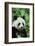 Giant Panda-null-Framed Photographic Print