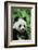 Giant Panda-null-Framed Photographic Print