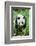 Giant Panda-null-Framed Photographic Print