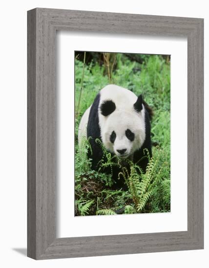 Giant Panda-null-Framed Photographic Print