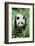 Giant Panda-null-Framed Photographic Print