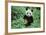 Giant Panda-null-Framed Photographic Print